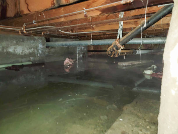 Best Water damage repair service  in Black Earth, WI